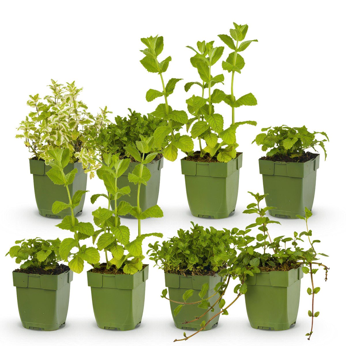Green boutiQ - Borderpakket - Thee kruiden - 8 Vaste planten - 1 m2 - Diversen kleuren - Weinig Onderhoud - Pot 11cm