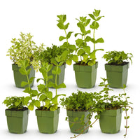 Green boutiQ - Borderpakket - Thee kruiden - 8 Vaste planten - 1 m2 - Diversen kleuren - Weinig Onderhoud - Pot 11cm