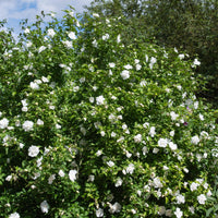 Green boutiQ - Plant op Stam - Hibiscus syriacus White Chiffon® - Terras Plant - Bladverliezend - Winterhard - Witte Bloem - Pot 19cm Hoogte 90cm