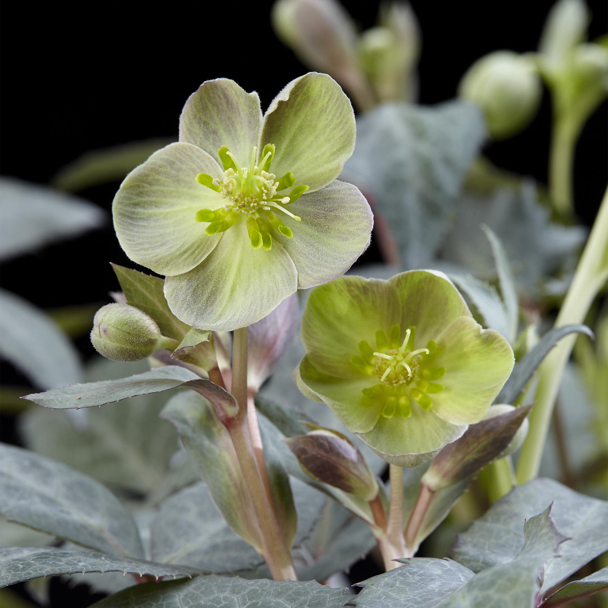 Green boutiQ - Tuinplant - Lenten Rose - Helleborus sternii Silver Dollar - Groene  Bloem -2 Planten- Groenblijvend - Pot 14cm Hoogte 35cm