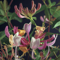 Green boutiQ - Kamperfoelie - Lonicera Serotina - Bloem Roze met Wit - Weinig onderhoud - 2 planten - Pot 11cm Hoogte 40cm