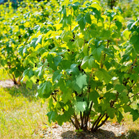 Green boutiQ - Fruitplant - Zwarte bes