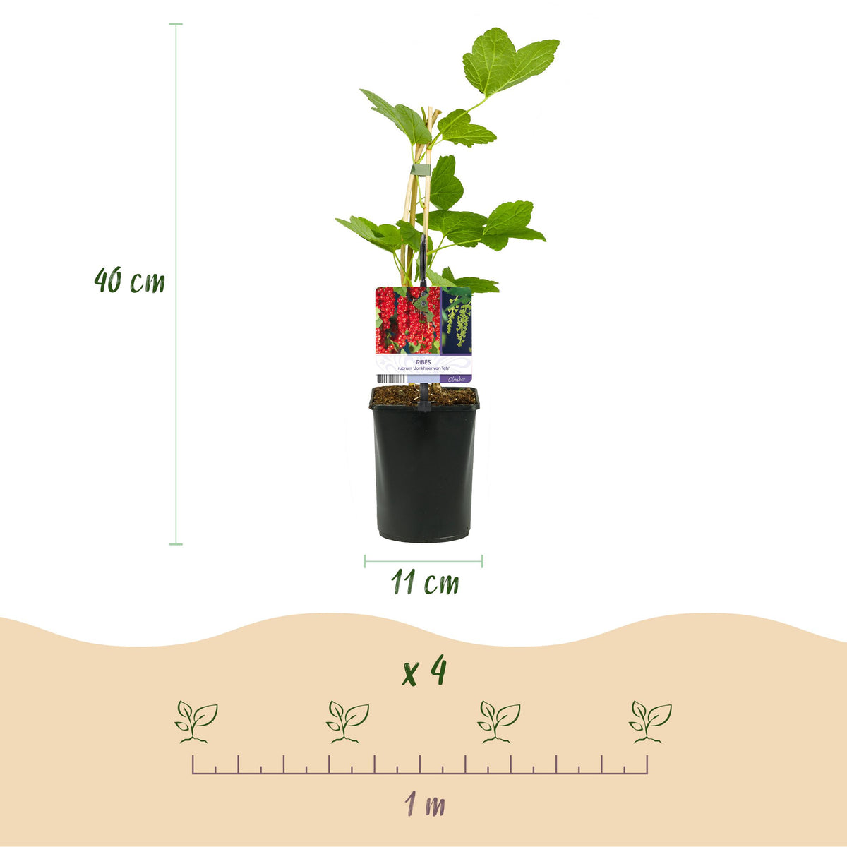 Green boutiQ - Fruitplant - Aalbes - Ribes rubrum Jonkheer van Tets - Rode Bes - 2 planten -  Pot 11cm Hoogte 40cm
