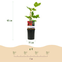 Green boutiQ - Fruitplant - Aalbes - Ribes rubrum Jonkheer van Tets - Rode Bes - 2 planten -  Pot 11cm Hoogte 40cm