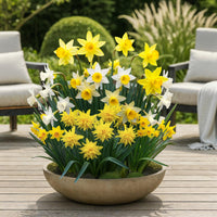 Green boutiQ - Bloembollen - Narcis Botanical mix - Kleur Geel en Wit - 20 stuks - Bolmaat 10/12 - XXL Pack