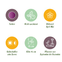 Green boutiQ - Bloembollen - Tulp Double Lilac - Kleur Paars - 12 stuks - Bolmaat 11/12 - XXL Pack