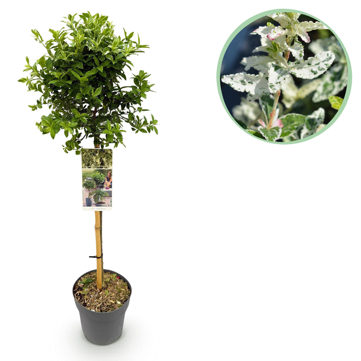 Green boutiQ - Plant op Stam - Euonymus fortunei Harlequin - Terras Plant - Bladhoudend - Winterhard - Groen-Wit Blad - Pot 19cm Hoogte 90cm