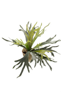 Staghorn Farn - Geweihfarn - 50 cm - kunstpflanze