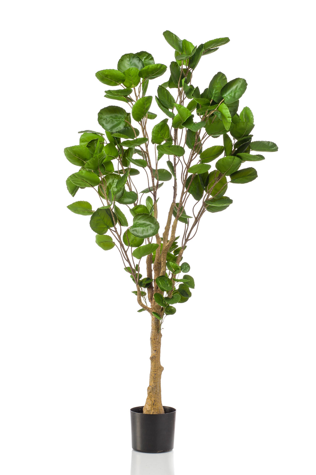 Plante artificielle - Polyscias - Aralia - 150 cm