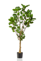 Plante artificielle - Polyscias - Aralia - 150 cm