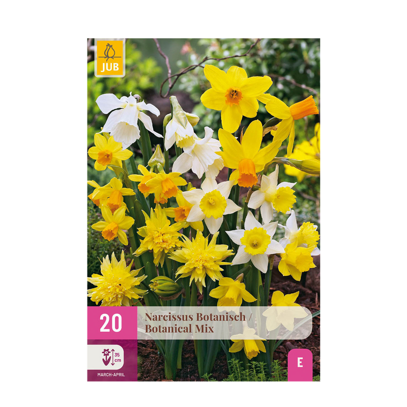 Green boutiQ - Bloembollen - Narcis Botanical mix - Kleur Geel en Wit - 20 stuks - Bolmaat 10/12 - XXL Pack