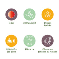 Green boutiQ - Bloembollen - Tulp Gudoshnik Double - Dubbel Bloemig - 12 stuks - Bolmaat 11/12 - XXL Pack