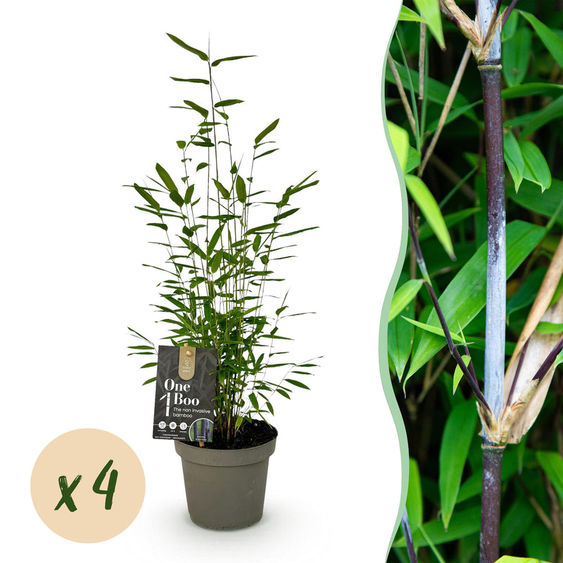 Green boutiQ - Bamboe - Fargesia Black Dragon - Groen - 4 Planten - Bladhoudend - Niet Woekerend- Pot 14cm Hoogte 35cm