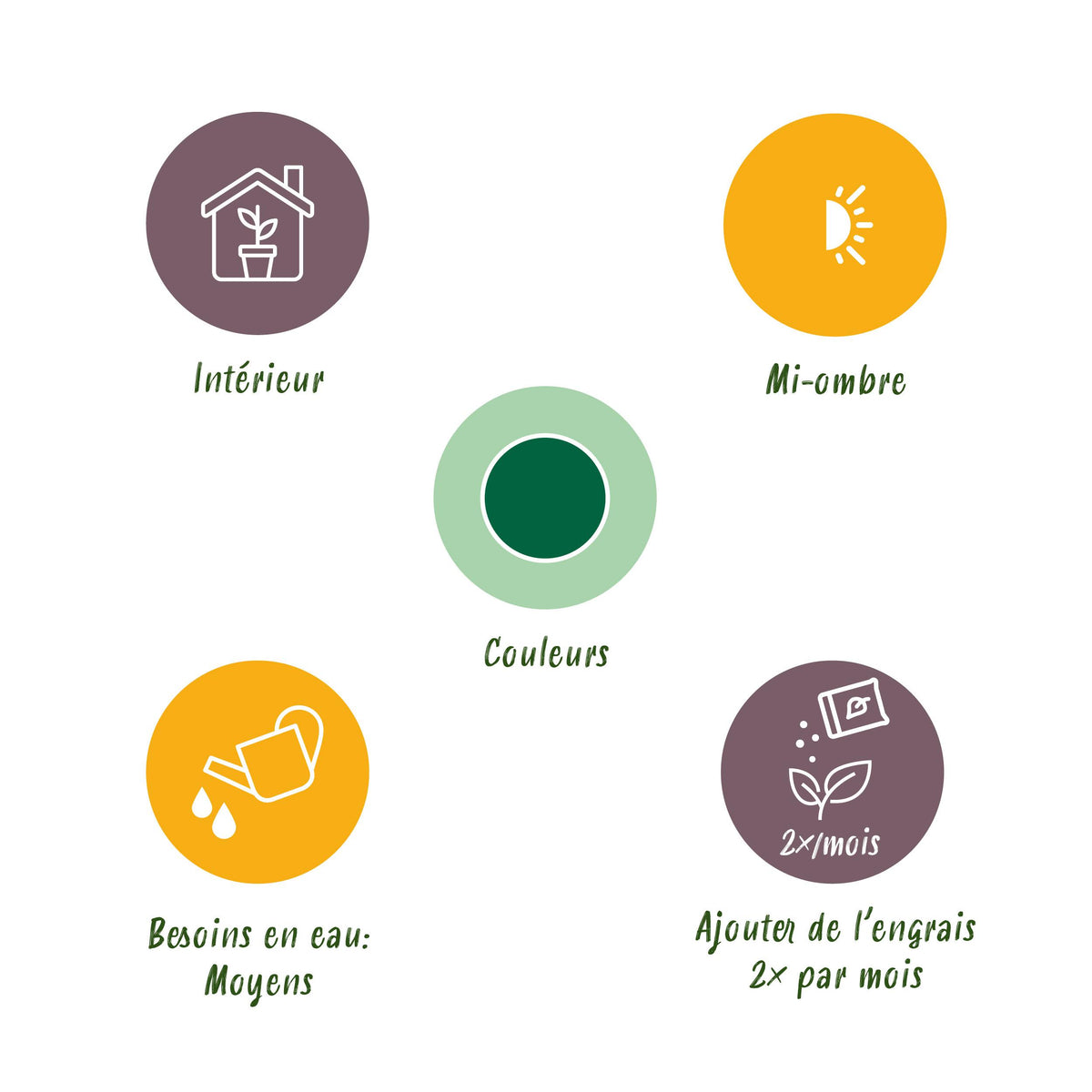 Green BoutiQ - Green is... Kamerplanten - Musa acuminata Dwarf Cavendisch - Bananenplant - Weinig onderhoud - Groen - 1 Plant - Pot 21cm - Hoogte 70-75cm