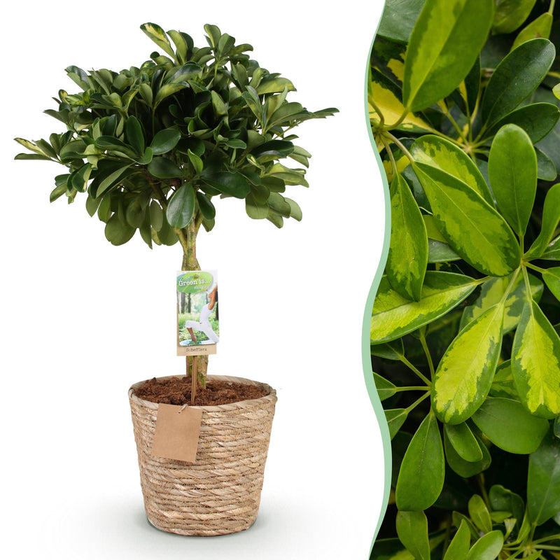 Green boutiQ - Green is… Kamerplanten - Schefflera Gold Capelle - Vingerboom - Weinig onderhoud - met mand - Groen - goud - 1 Plant - Pot 21cm - Hoogte 70-81cm