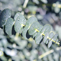 Green boutiQ - Terrasplant - Eucalyptus boom - Eucalyptus gunni  - Grijs - 4 Planten - Winterhard - Pot 14cm Hoogte 30cm