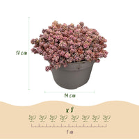 Green boutiQ - Bodembedekker - Winterhard - Alpine Mix - 8 Planten - Diversen Kleuren  - Weinig Onderhoud - Pot 14 Hoogte 17