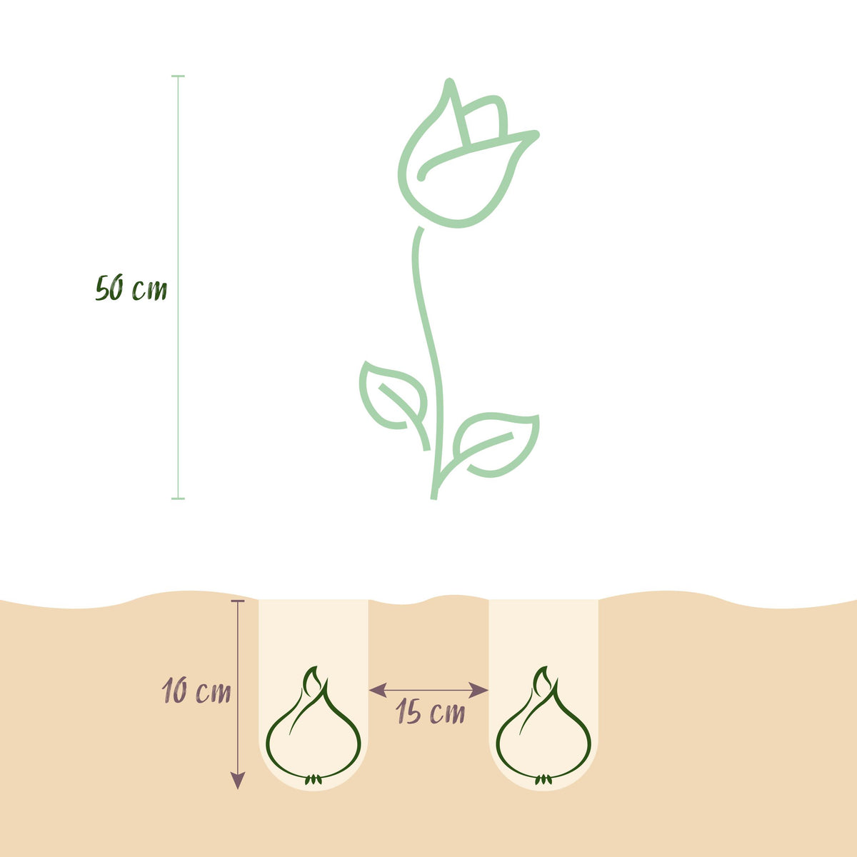 Green boutiQ - Bloembollen - Tulp Gudoshnik Double - Dubbel Bloemig - 12 stuks - Bolmaat 11/12 - XXL Pack