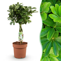 Green BoutiQ - Green is... Kamerplanten - Schefflera Nora - Vingerboom - Weinig onderhoud - Groen - 1 Plant - Pot 21cm - Hoogte 70-82cm