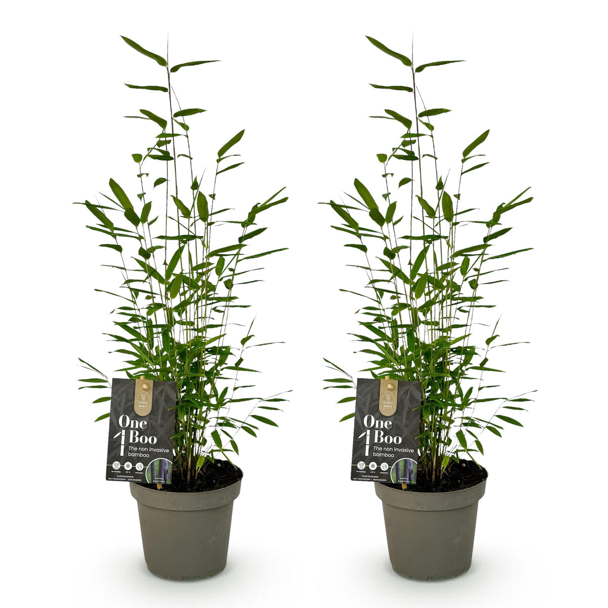 Green boutiQ - Bamboe - Fargesia Black Dragon - Groen - 2 Planten - Bladhoudend - Niet Woekerend- Pot 14cm Hoogte 35cm