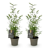 Green boutiQ - Bamboe - Fargesia Black Dragon - Groen - 2 Planten - Bladhoudend - Niet Woekerend- Pot 14cm Hoogte 35cm