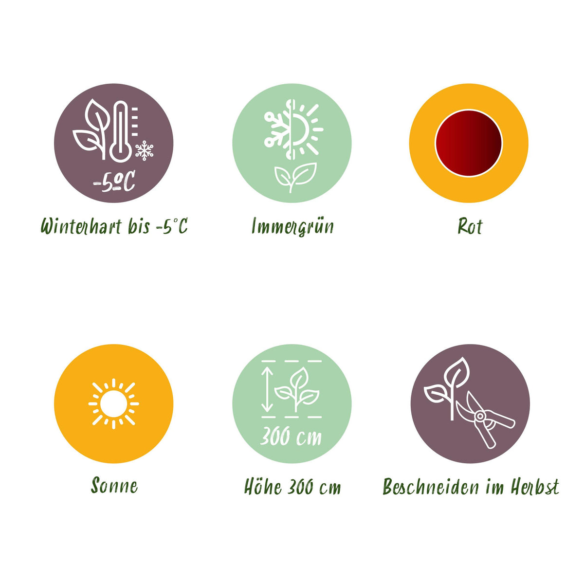 Green boutiQ - Fruitplant - Bananen plant - Ensete ventricosum Maurelli - Winterhard - 4 planten - Pot 12cm Hoogte 30cm