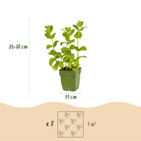 Green boutiQ - Borderpakket - Thee kruiden - 8 Vaste planten - 1 m2 - Diversen kleuren - Weinig Onderhoud - Pot 11cm