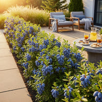 Green boutiQ - Fruitplanten - Honingbes - Lonicera caerulea Kamtschatica - Winterhard - 6 Planten - Pot 9 cm - Blauw  Bes