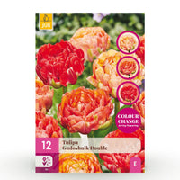 Green boutiQ - Bloembollen - Tulp Gudoshnik Double - Dubbel Bloemig - 12 stuks - Bolmaat 11/12 - XXL Pack