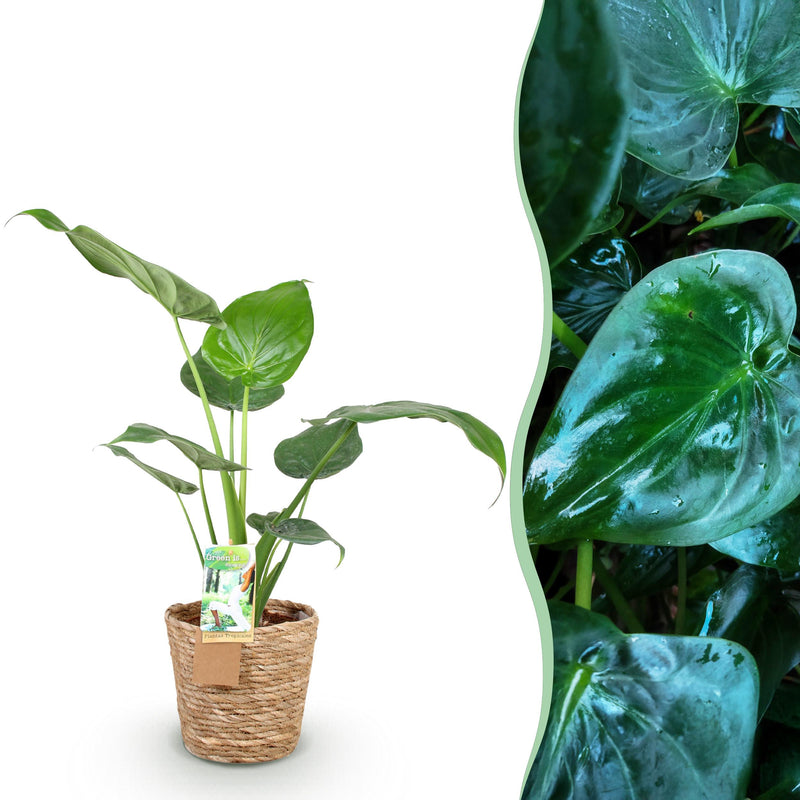 Green BoutiQ - Green is... Kamerplanten - Alocasia Cucullata - Boeddha,s hand - Weinig onderhoud - met mand - Groen - 1 Plant - Pot 17cm - Hoogte 60-65cm