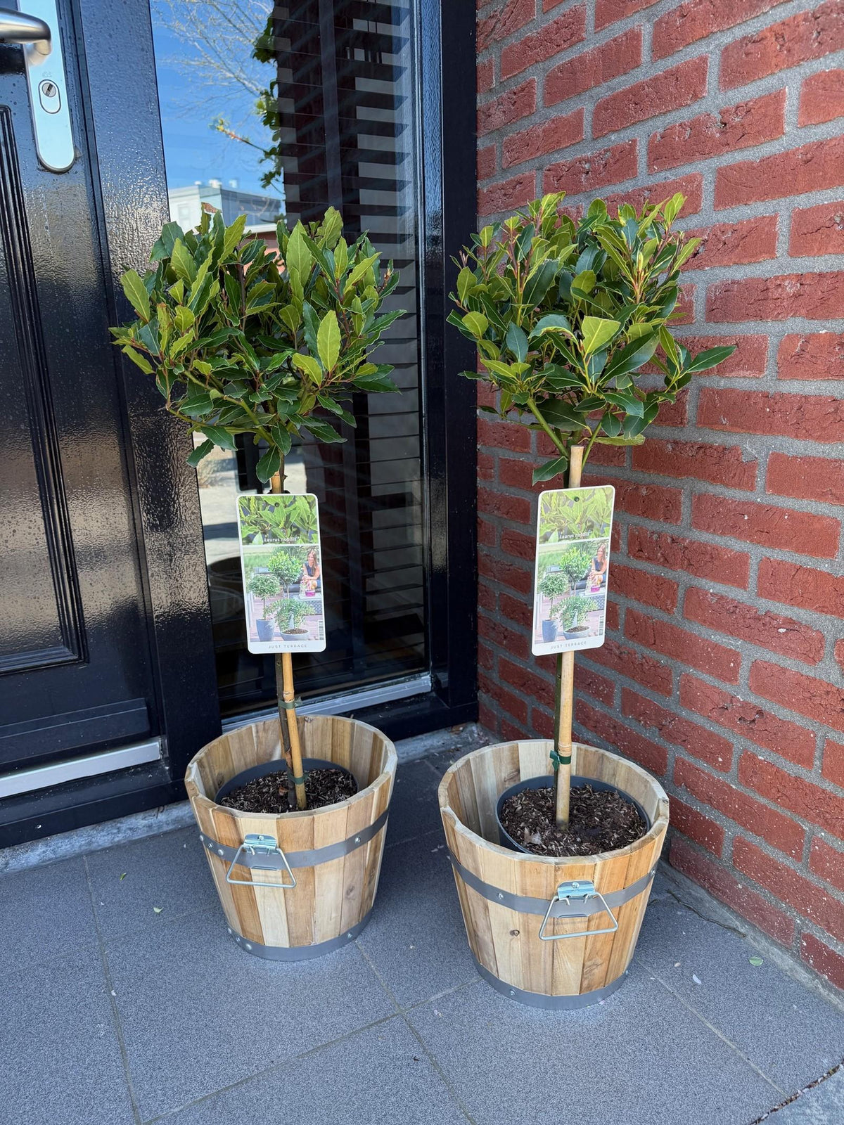 Green boutiQ - Plant op Stam - Laurus nobilis - Terras Plant - Bladhoudend - Winterhard - Groen Blad - Pot 19cm Hoogte 90cm