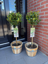 Green boutiQ - Plant op Stam - Laurus nobilis - Terras Plant - Bladhoudend - Winterhard - Groen Blad - Pot 19cm Hoogte 90cm