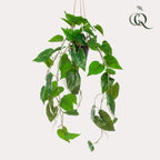 Kunstpflanze - Philodendron scandens - Kletternder Baumfreund - 80 cm