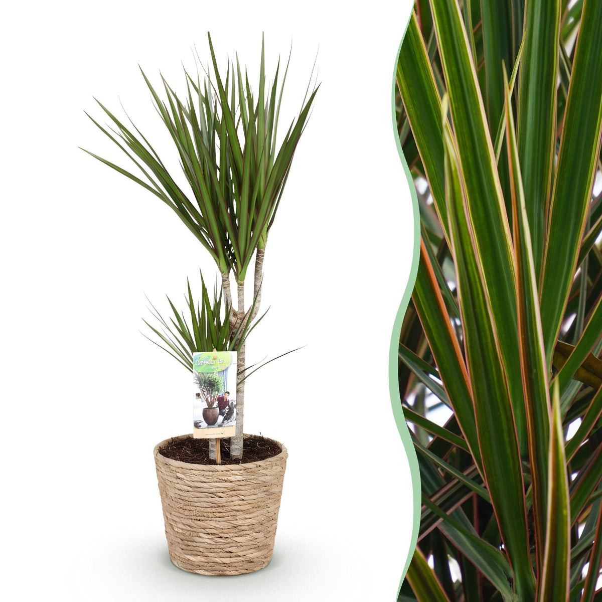 Green BoutiQ - Green is... Kamerplanten - Dracaena Marginata - Drakenbloedboom - Weinig onderhoud - met mand - Groen - 1 Plant - Pot 17cm - Hoogte 70-80cm