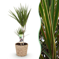 Green BoutiQ - Green is... Kamerplanten - Dracaena Marginata - Drakenbloedboom - Weinig onderhoud - met mand - Groen - 1 Plant - Pot 17cm - Hoogte 70-80cm