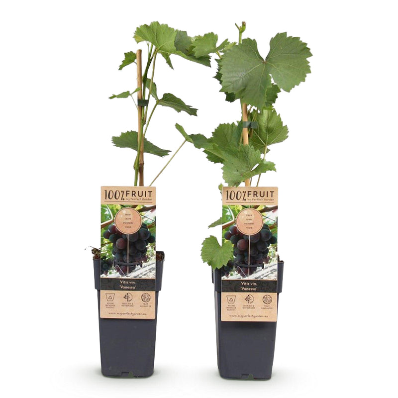 Green boutiQ - Fruitplant - Paarse Druif -  Vitis vinifera Vanessa - Pitloos - 2 planten - Pot 15cm Hoogte 50cm