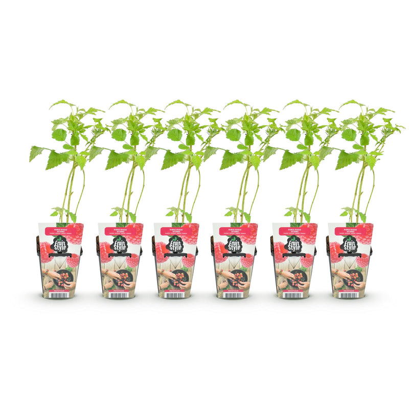Green boutiQ - Fruitplanten - Framboos - Rubus idaeus Ottawa - Winterhard - 6 Planten - Pot 9 cm - Rode Framboos