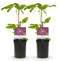 Green boutiQ - Klimplant - Clematis Ville de Lyon - Bloem Roze - Weinig onderhoud -2 planten -  Pot 11cm Hoogte 40cm