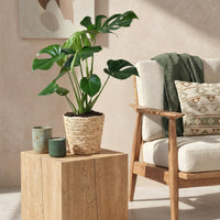 Green BoutiQ - Green is... Kamerplanten - Monstera Deliciosa - Gatenplant - Weinig onderhoud - met mand - Groen - 1 Plant - Pot 21cm - Hoogte 70-80cm