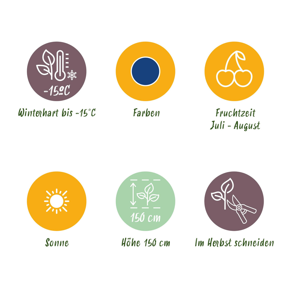 Green boutiQ - Fruitplanten - Blauwe Bes - Vaccinium corymbossum Goldtraube - Winterhard - 3 Planten - Pot 9 cm - Blauwe Bes