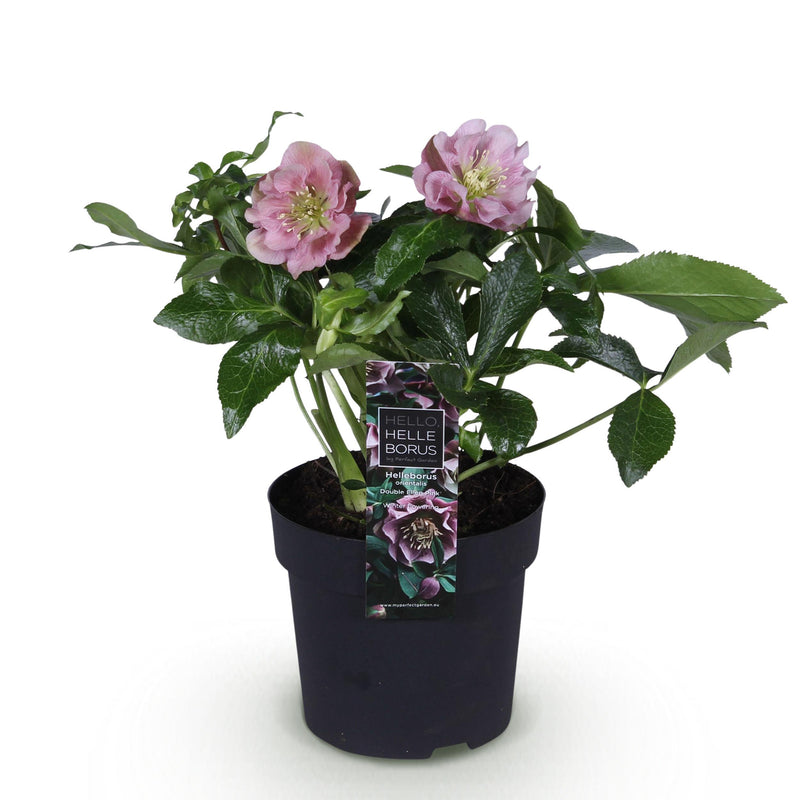 Green boutiQ - Tuinplant - Lenten Rose - Helleborus orientalis Double Ellen Pink - Roze Bloem -1 Plant - Groenblijvend - Pot 14cm Hoogte 35cm