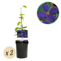 Green boutiQ - Klimplant - Clematis Blue Angel