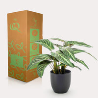 Kunstplant - Calathea Zebrina - Schaduwplant - 38 cm