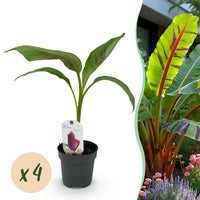 Green boutiQ - Fruitplant - Bananen plant - Musa sikkemensis Red Tiger - Winterhard - 4 planten - Pot 12cm Hoogte 30cm