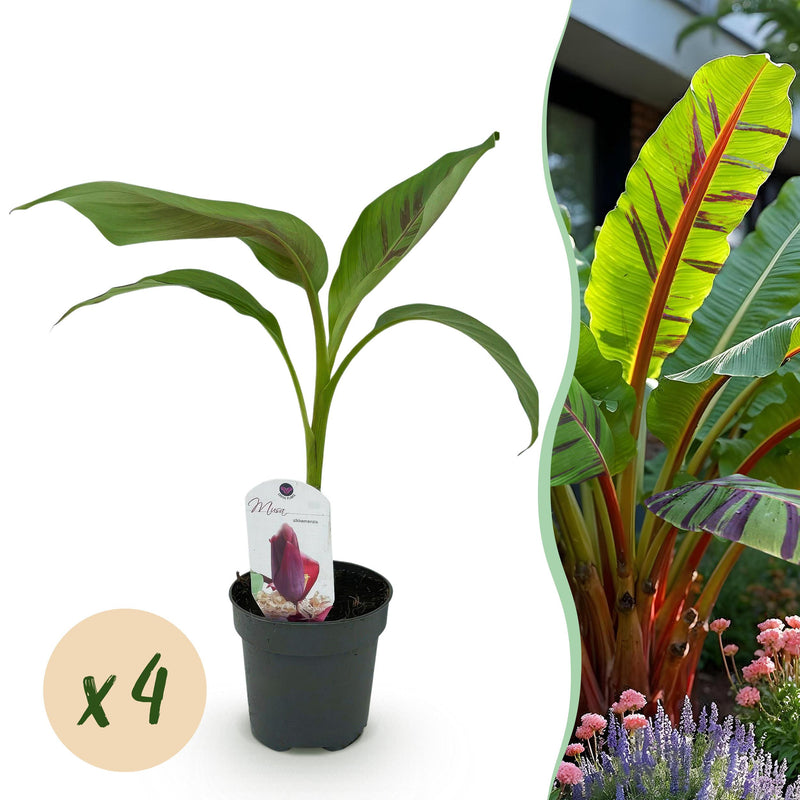 Green boutiQ - Fruitplant - Bananen plant - Musa sikkemensis Red Tiger - Winterhard - 4 planten - Pot 12cm Hoogte 30cm