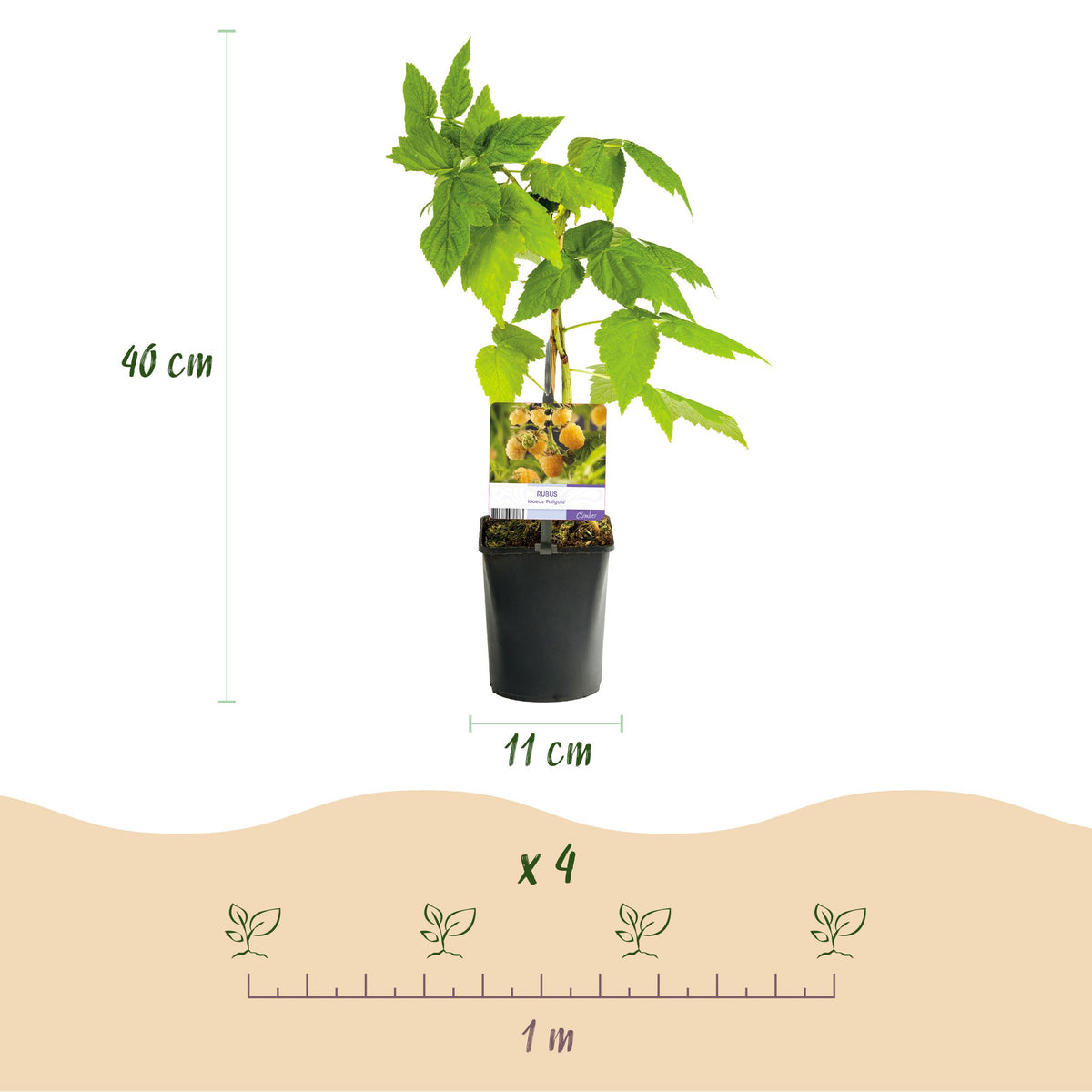 Green boutiQ - Fruitplant - Framboos - Rubus idaeus Fallgold  - Gele Framboos - 2 planten -  Pot 11cm Hoogte 40cm