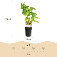 Green boutiQ - Fruitplant - Framboos - Rubus idaeus Fallgold  - Gele Framboos - 2 planten -  Pot 11cm Hoogte 40cm