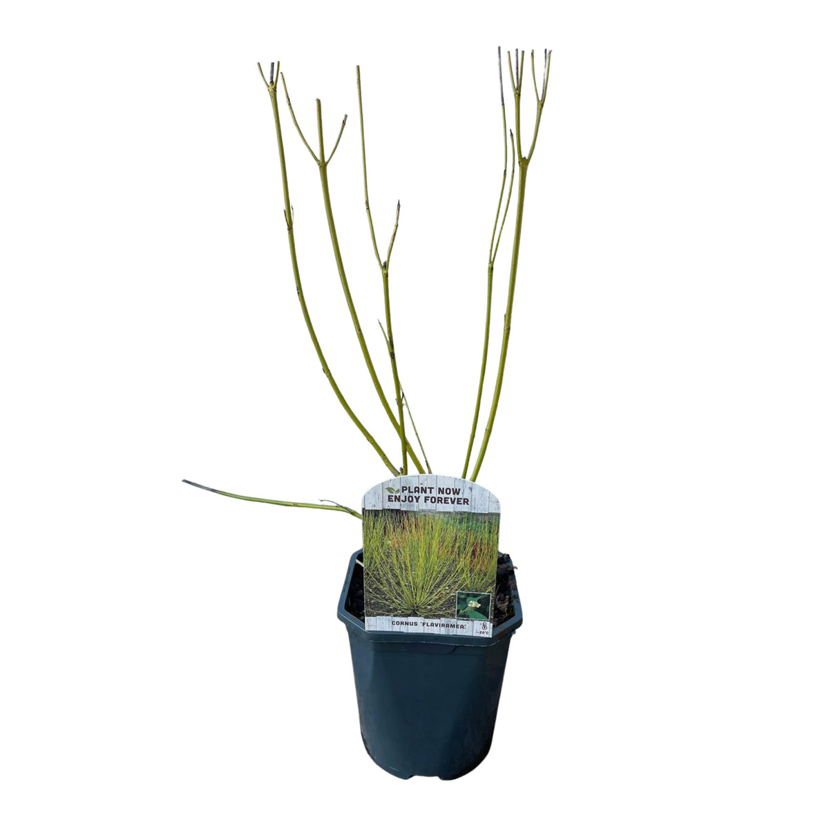 Green boutiQ - Heesters - Cornus alba Flaviramea - Groene Takken - 1 Plant - Bladverliezend - Weinig Onderhoud - Pot 17cm Hoogte 45cm