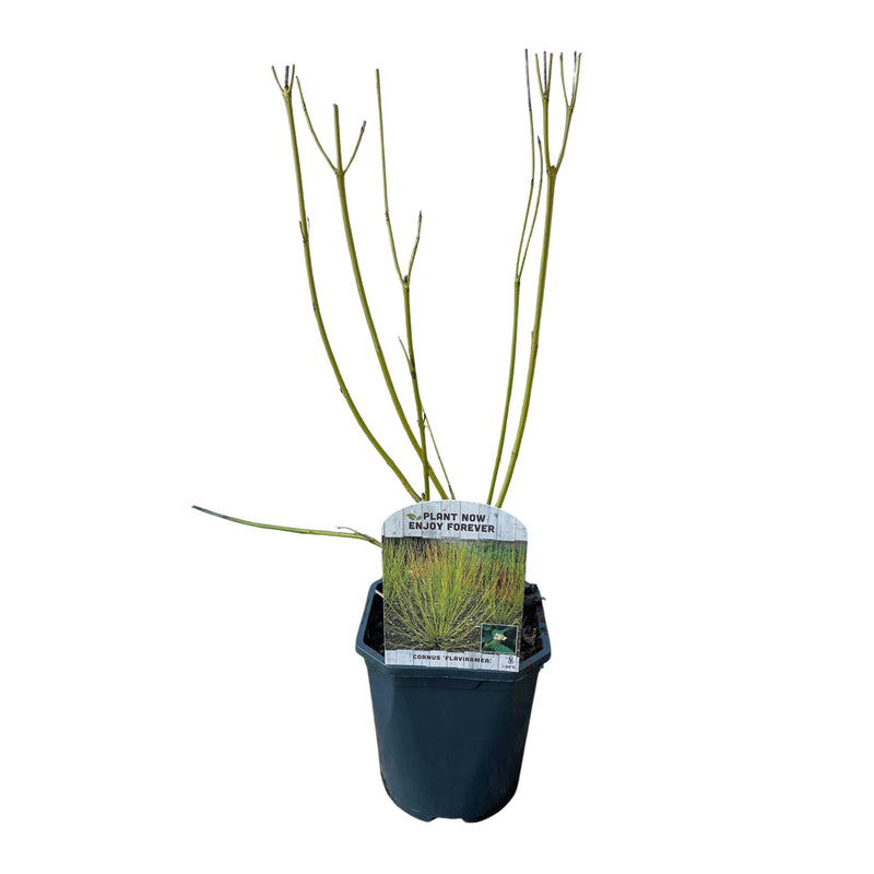 Green boutiQ - Heesters - Cornus alba Flaviramea - Groene Takken - 1 Plant - Bladverliezend - Weinig Onderhoud - Pot 17cm Hoogte 45cm