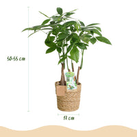 Green BoutiQ - Green is... Kamerplanten - Pachira Aquatica multi stam - Geldboom - Weinig onderhoud - met mand - Groen - 2 Planten - Pot 17cm - Hoogte 50-55cm